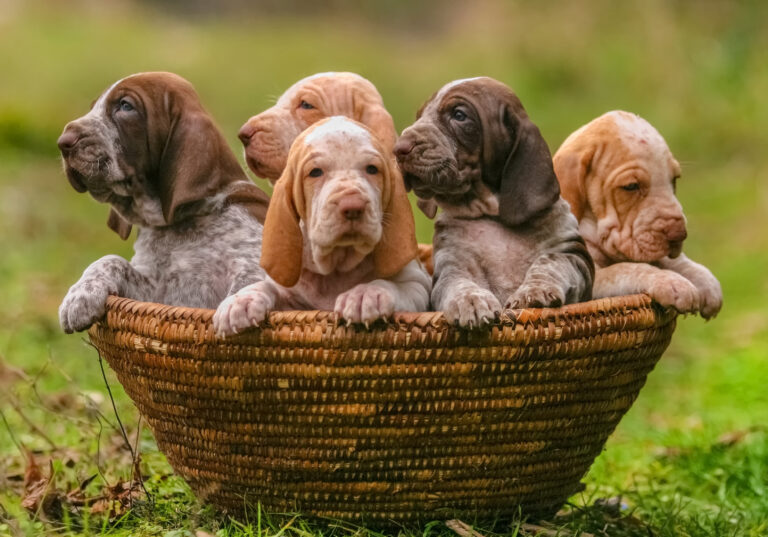 Cute puppies in a basket
