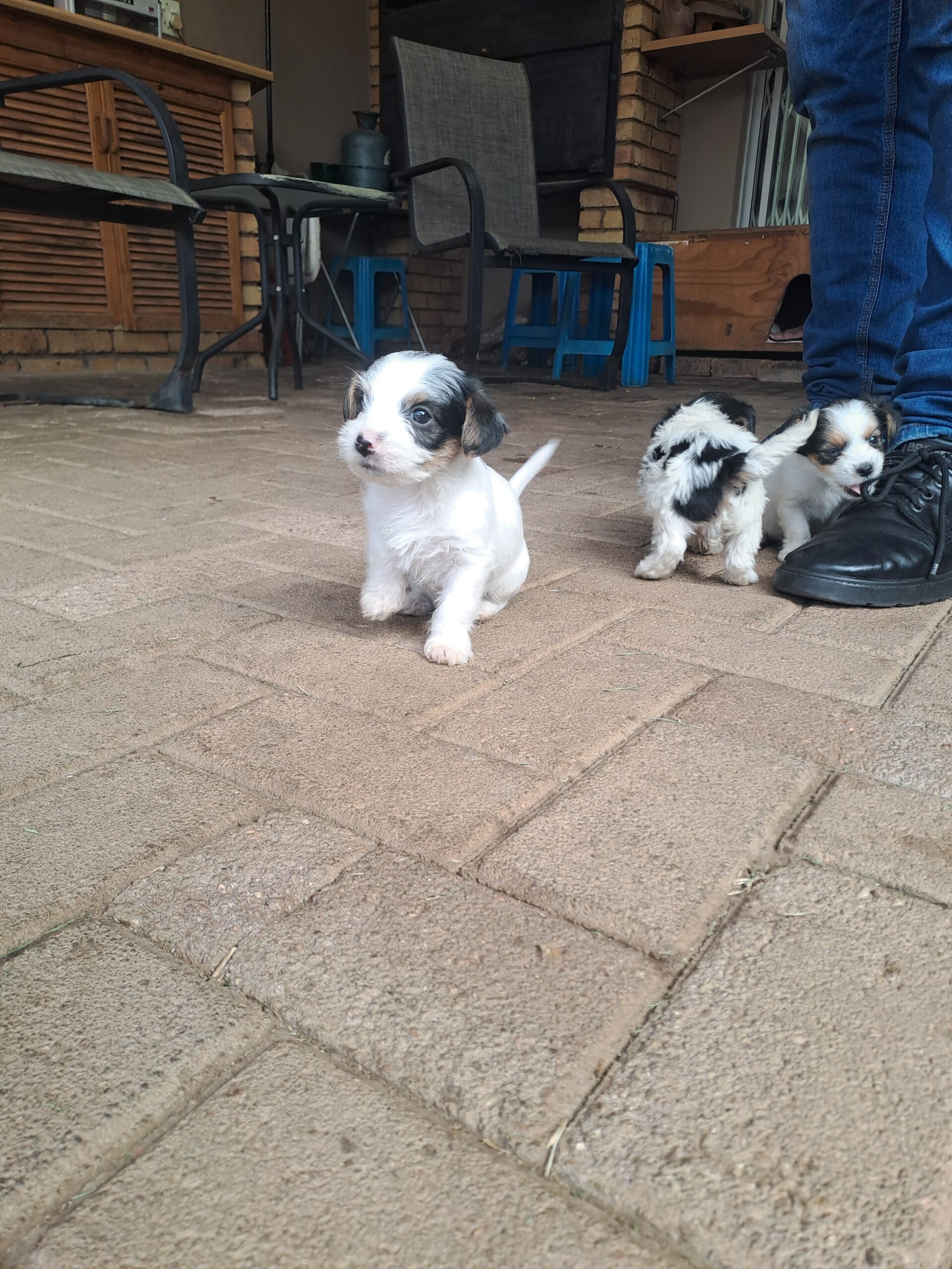 Biewer Yorkies