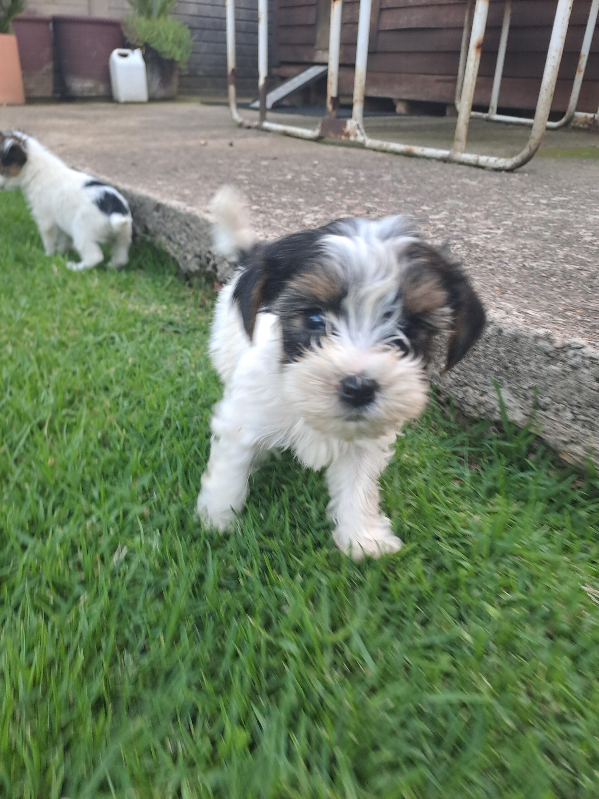 Biewer Yorkies
