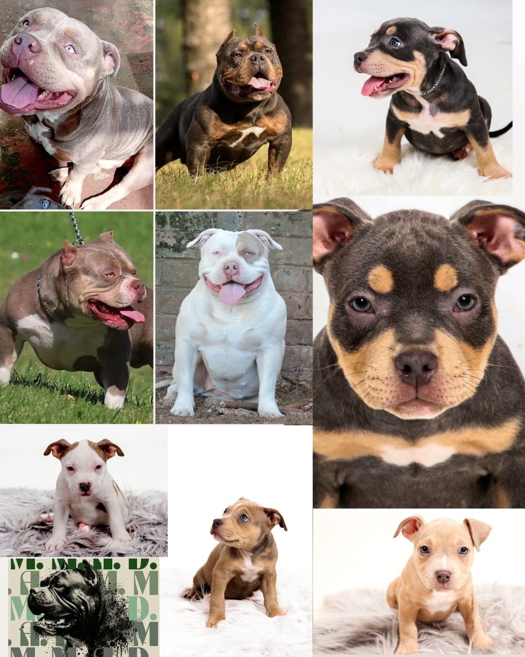 American Bully puppies