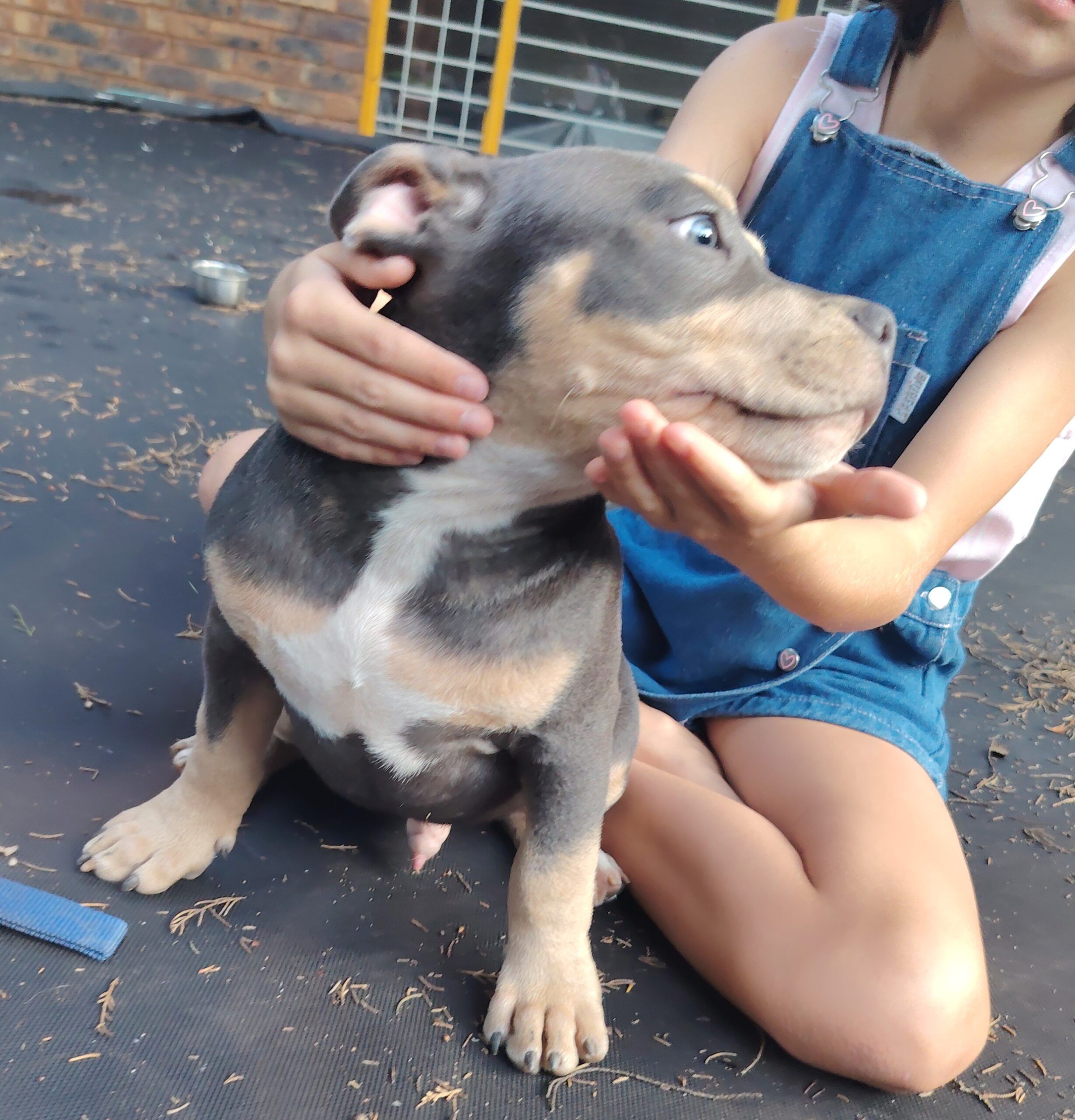 American Bully puppies