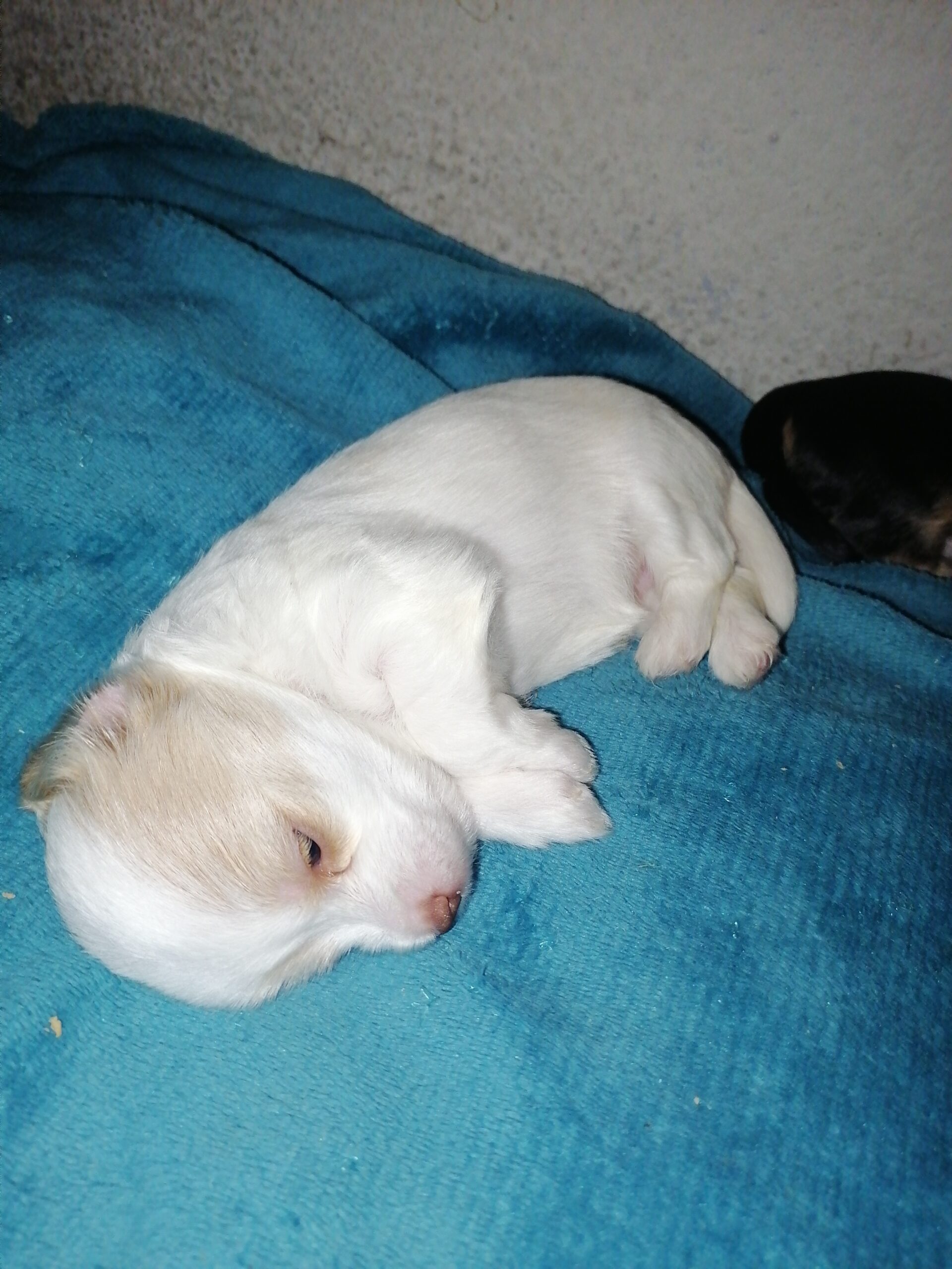Pure breed yorkies