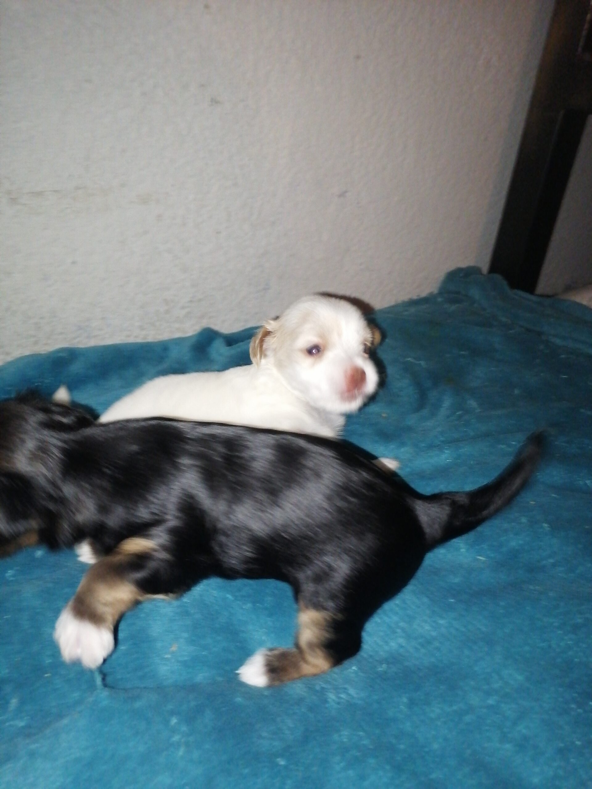 Pure breed yorkies