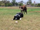 Border Collie Puppies