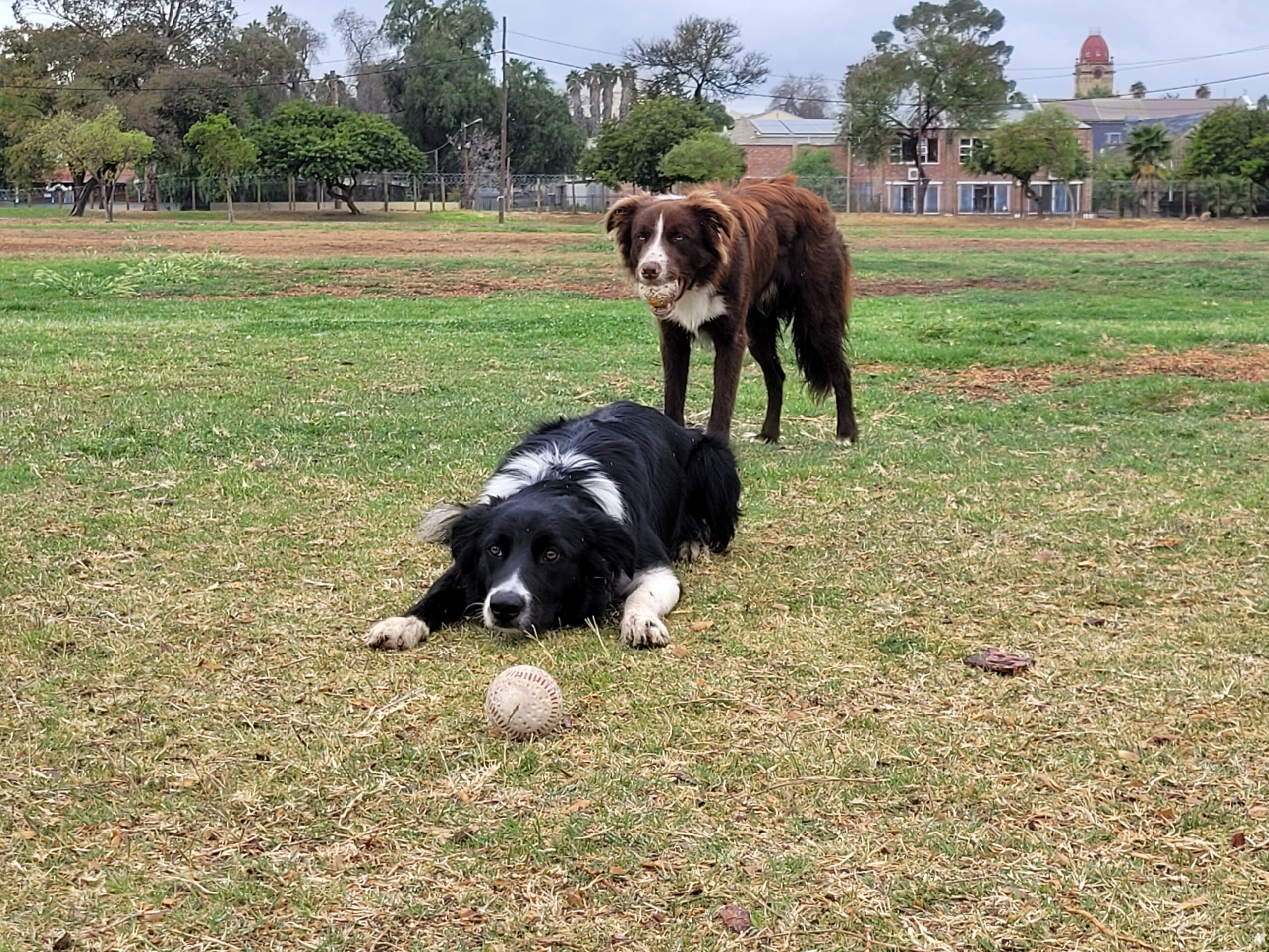 Border Collie Puppies