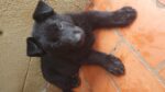 Black German Shepherds
