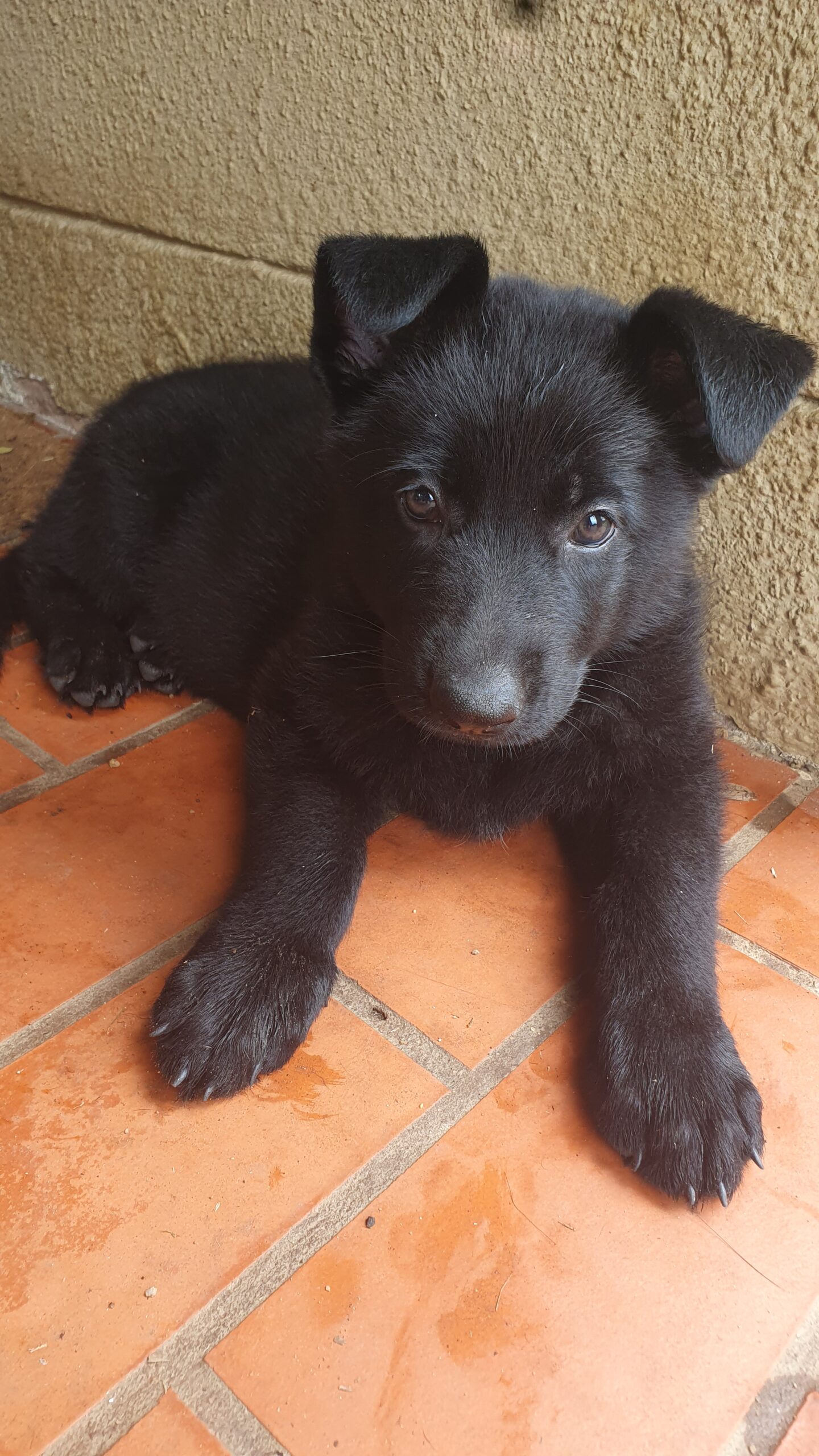 Black German Shepherds