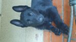 Black German Shepherds