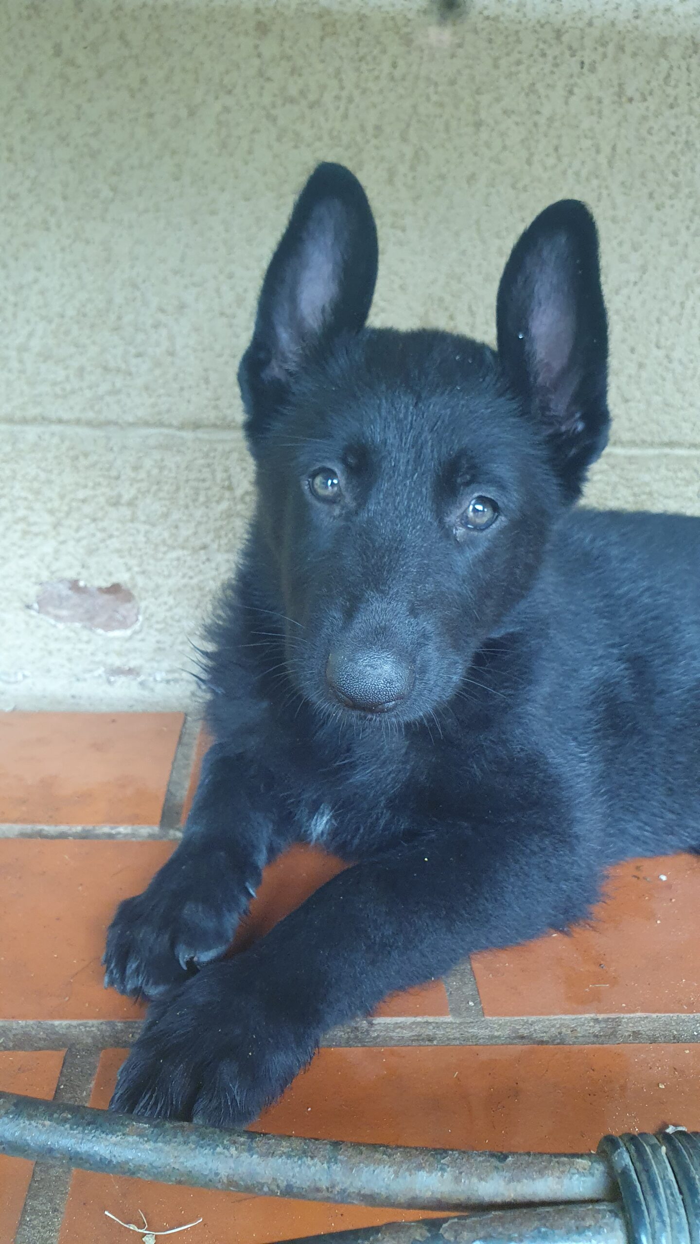 Black German Shepherds