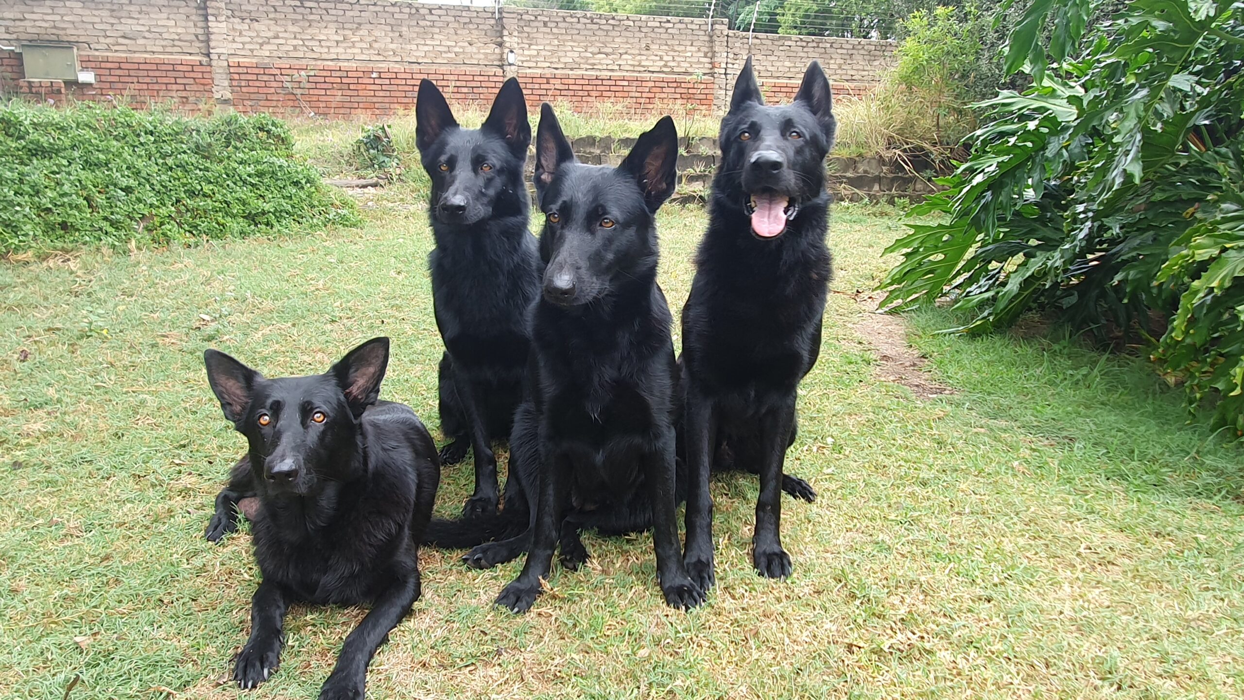 Black German Shepherds