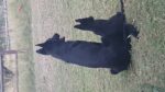 Black German Shepherds