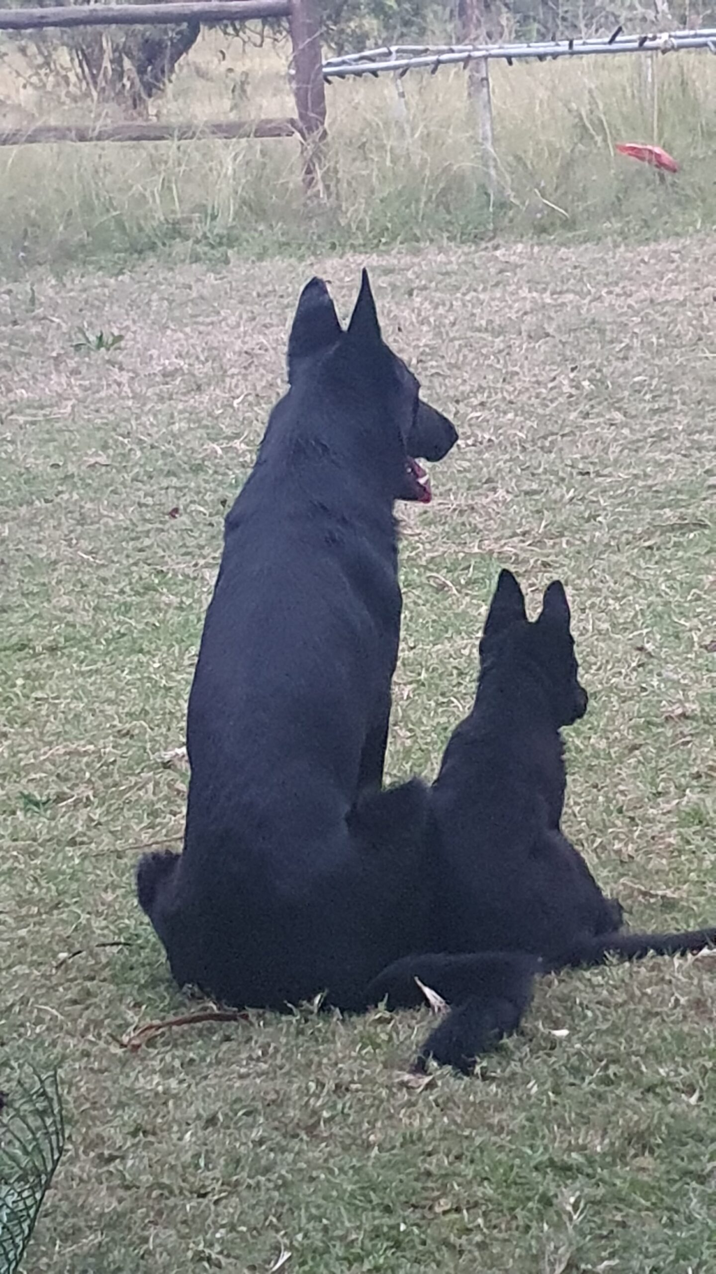Black German Shepherds
