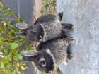 Netherland Dwarfs