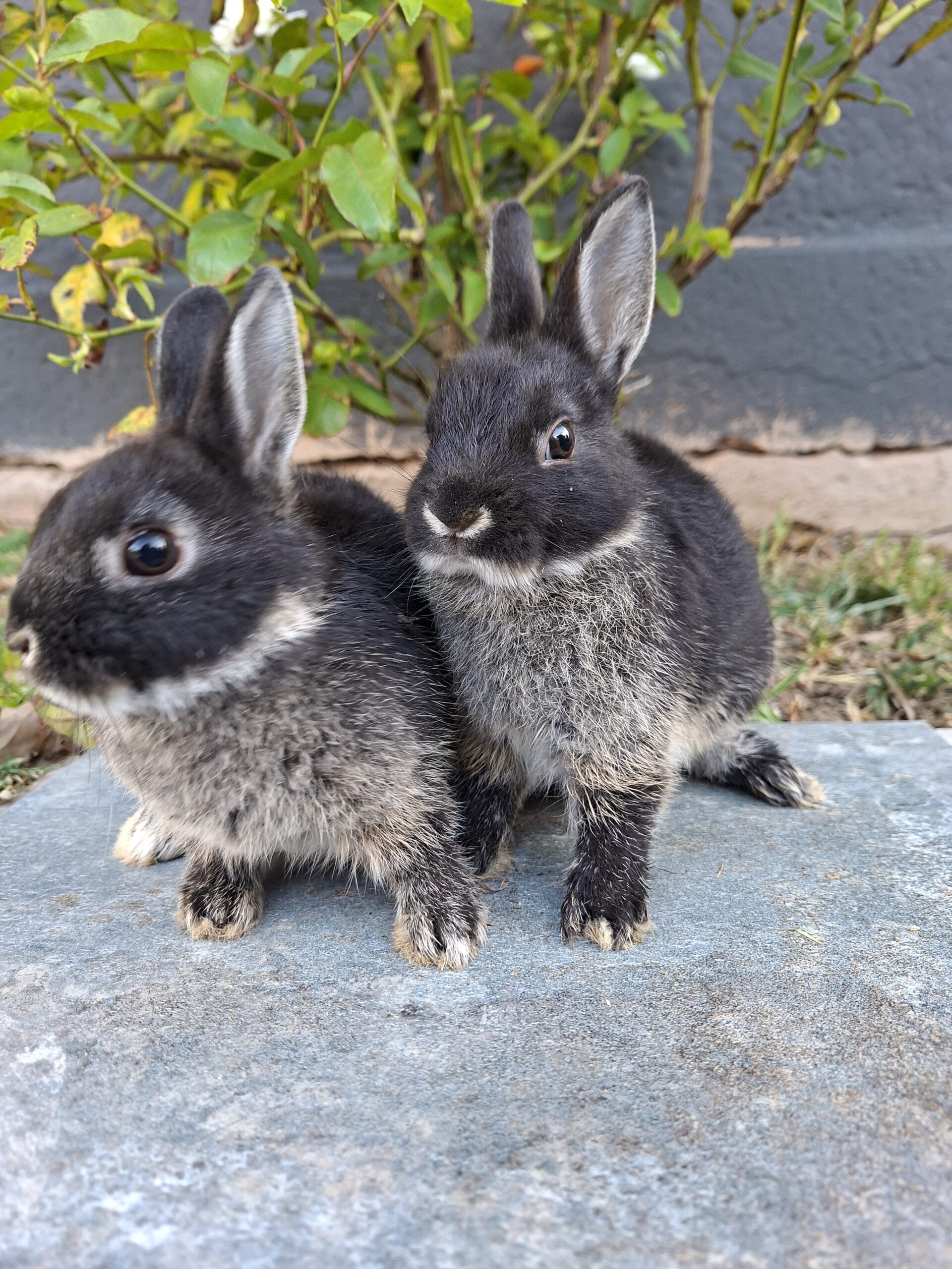 Netherland Dwarfs