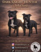 Staffordshire bull terrier