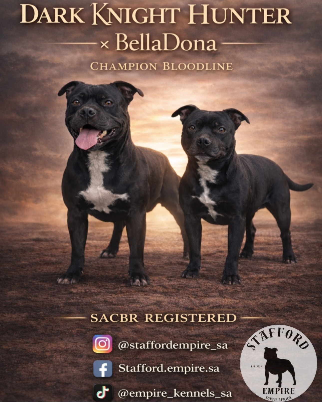 Staffordshire bull terrier