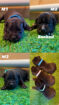 Staffordshire bull terrier