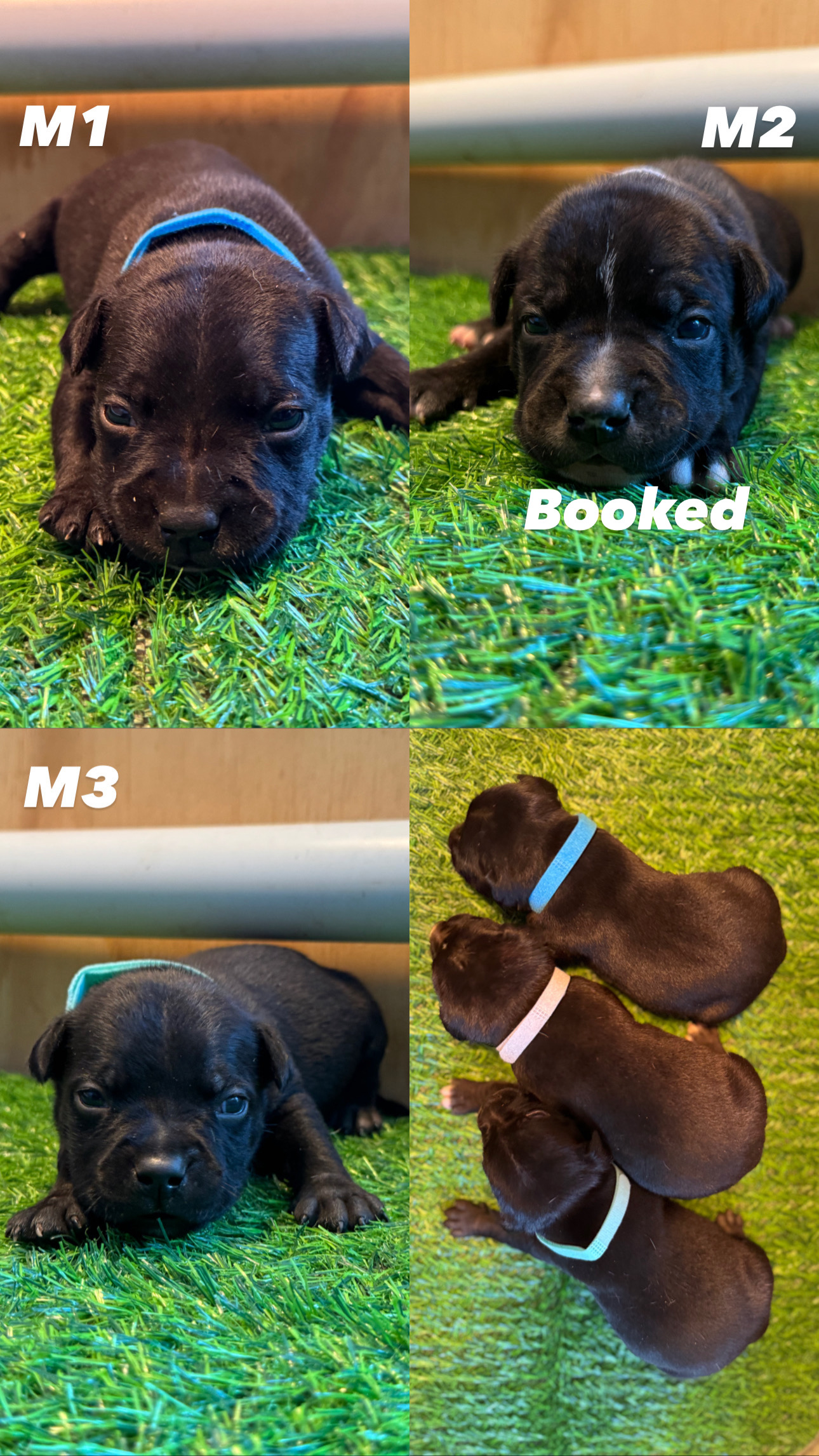 Staffordshire bull terrier