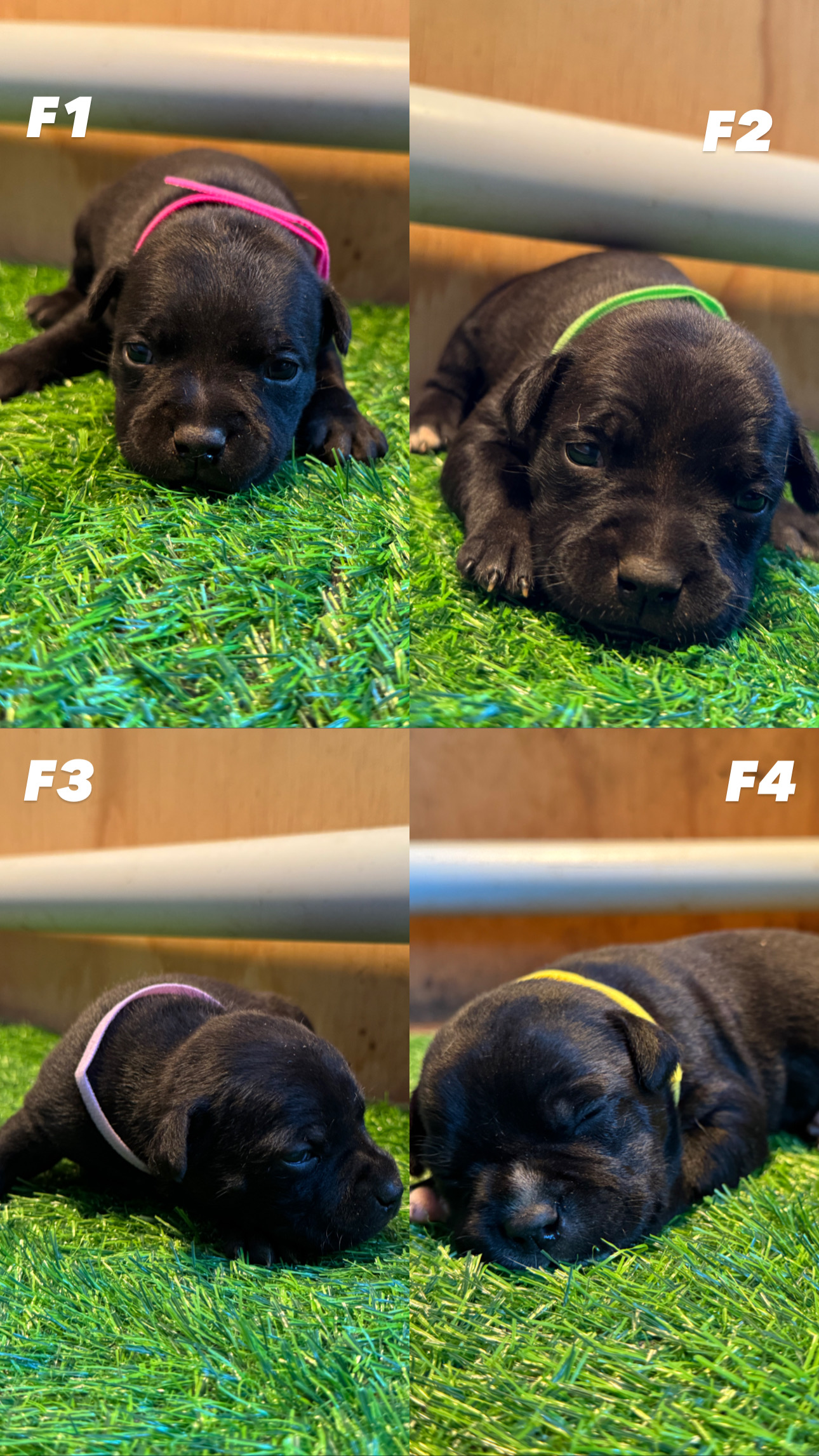 Staffordshire bull terrier