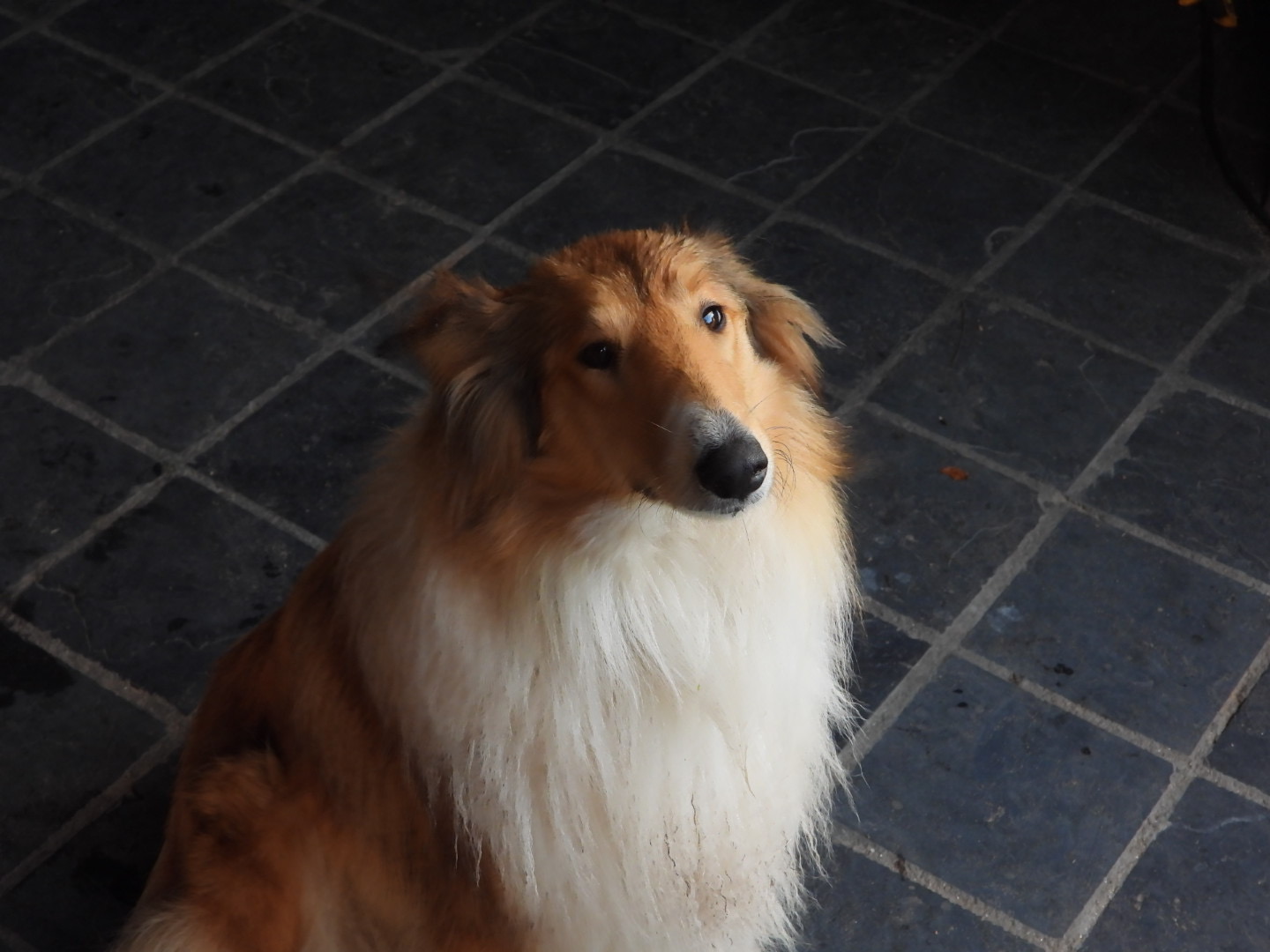 Registered Purebred Rough Collie Puppies – Booking Now for March 2026