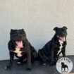 Staffordshire bull terrier