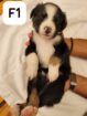 Border Collie Puppies