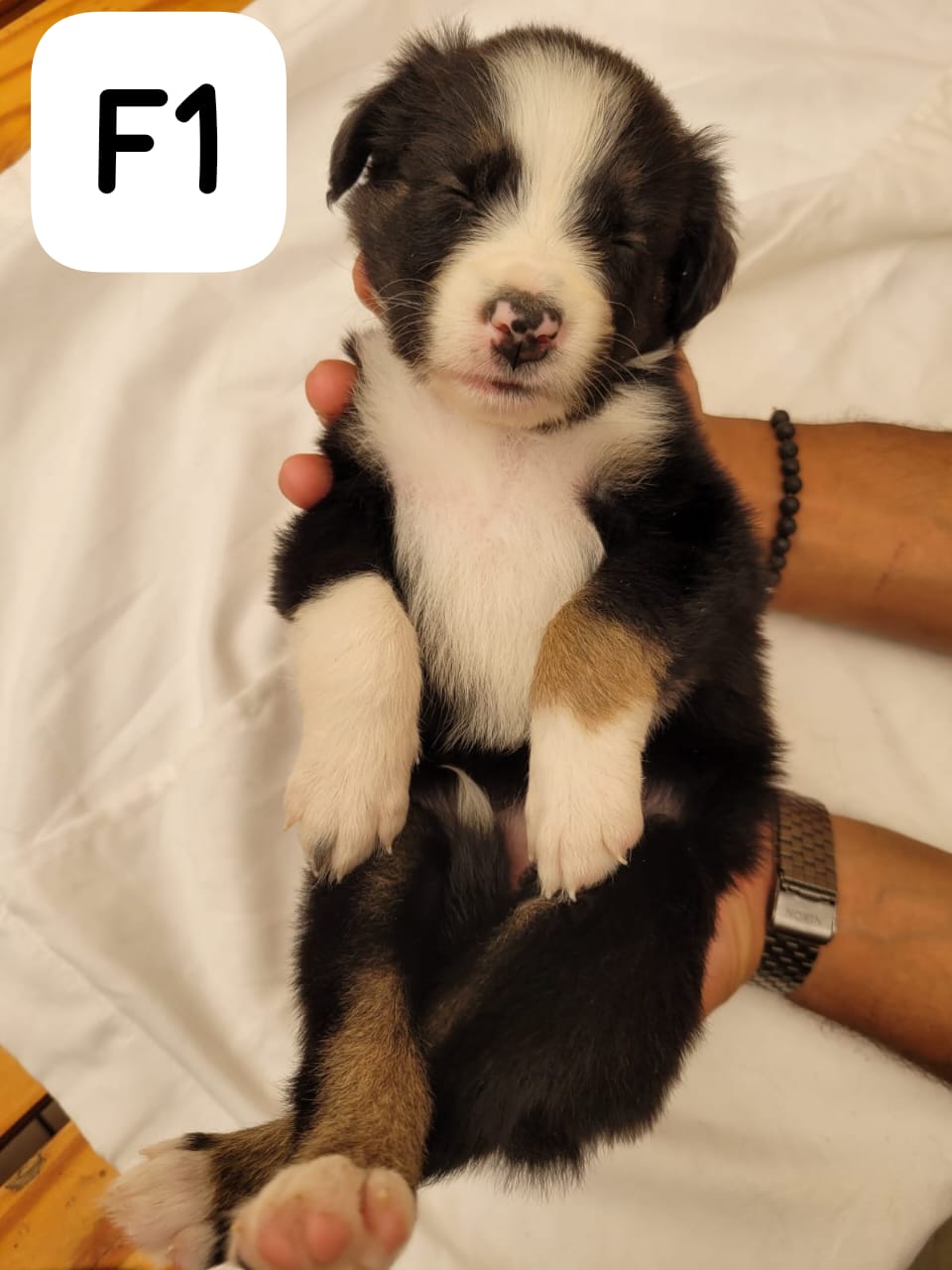 Border Collie Puppies
