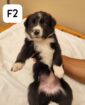 Border Collie Puppies