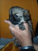 Pekingese Puppy