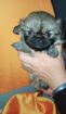 Pekingese Puppy
