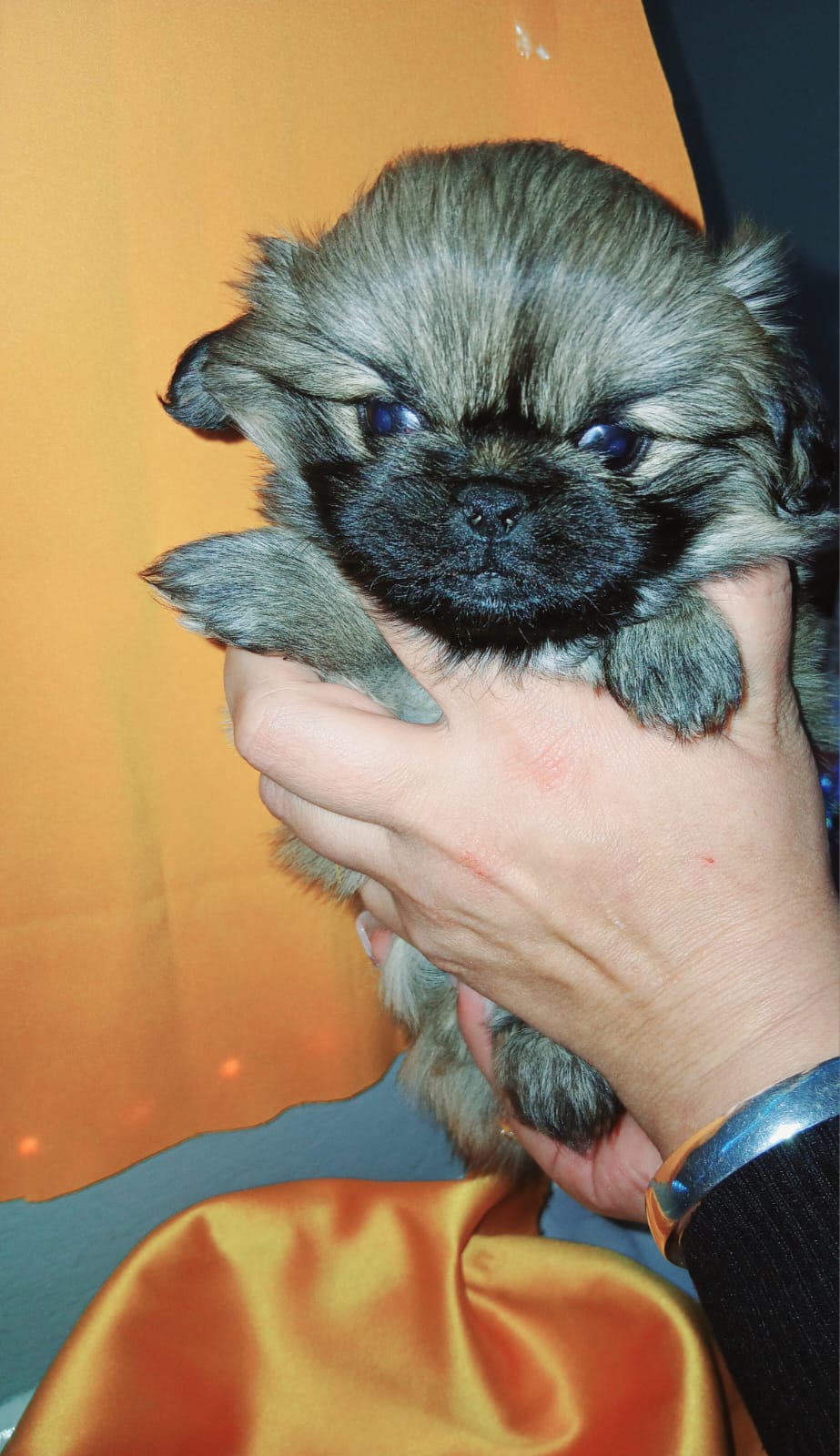 Pekingese Puppy
