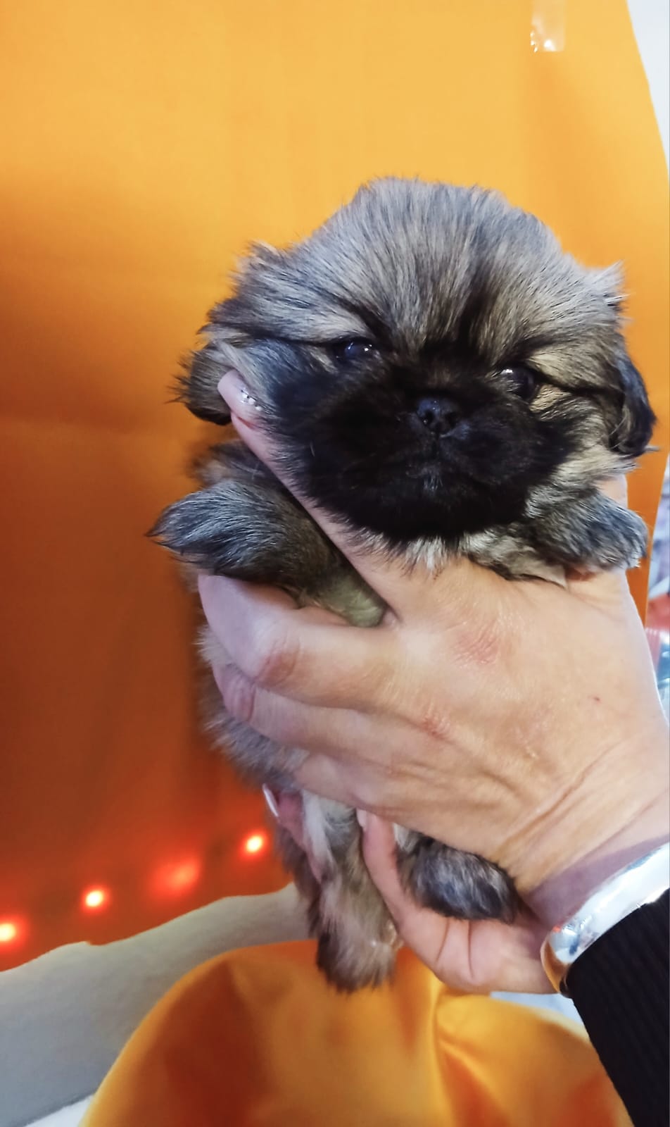 Pekingese Puppy