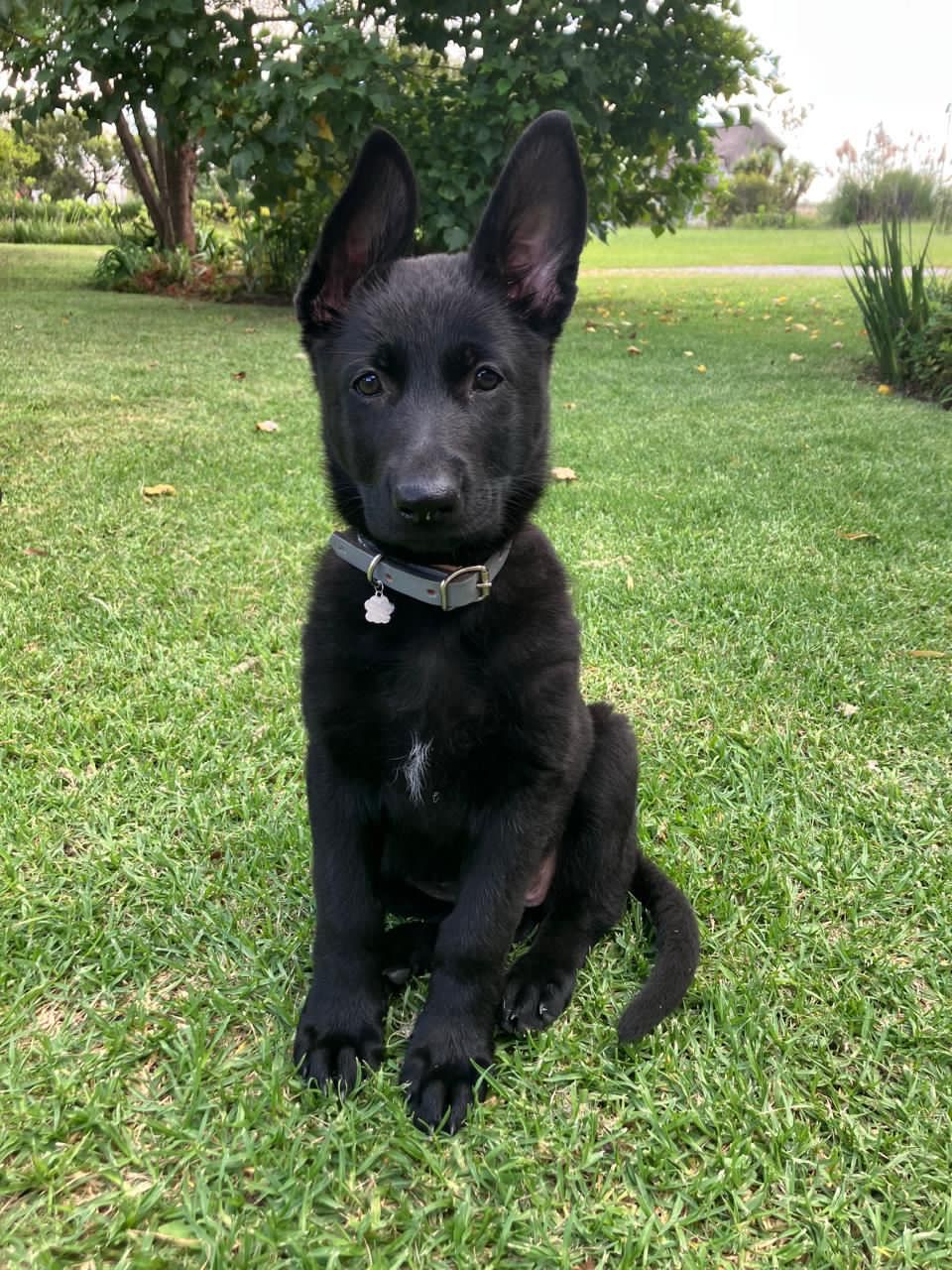 Black German Shepherds