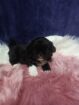 Pikenese puppies