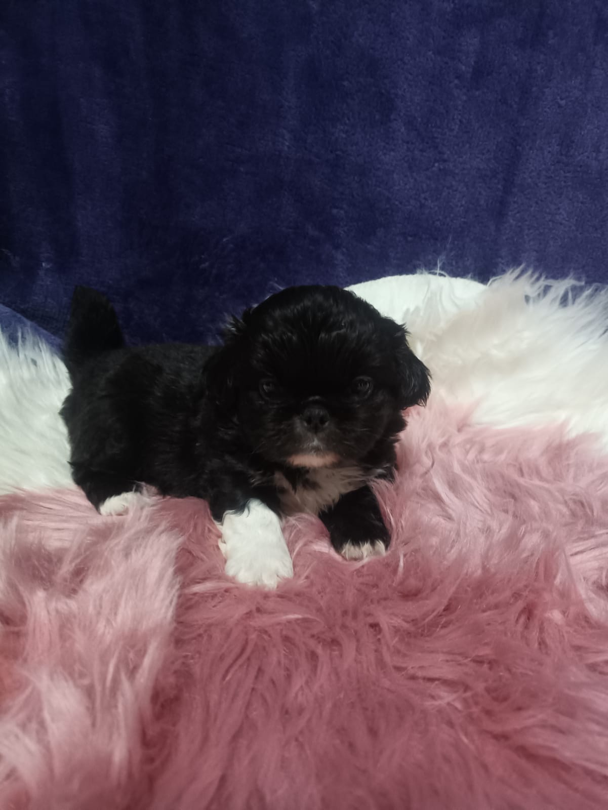 Pikenese puppies