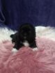 Pikenese puppies