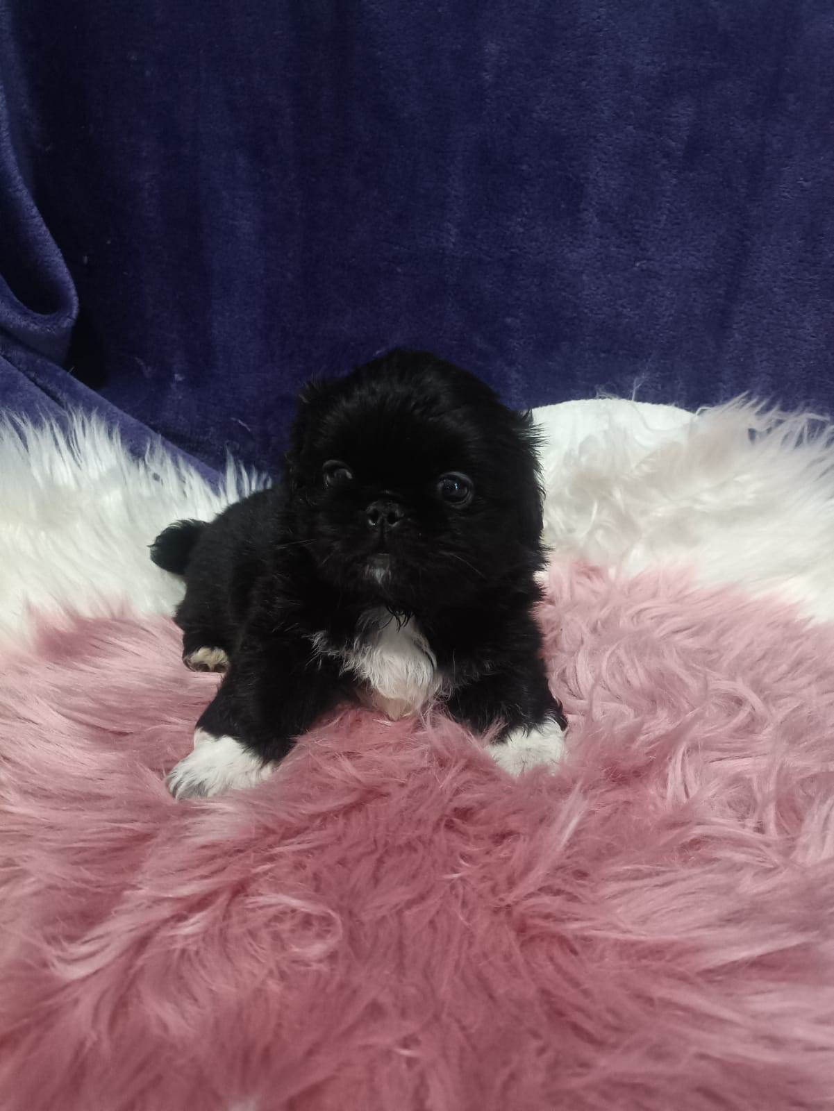 Pikenese puppies