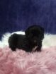 Pikenese puppies