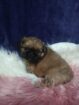 Pikenese puppies