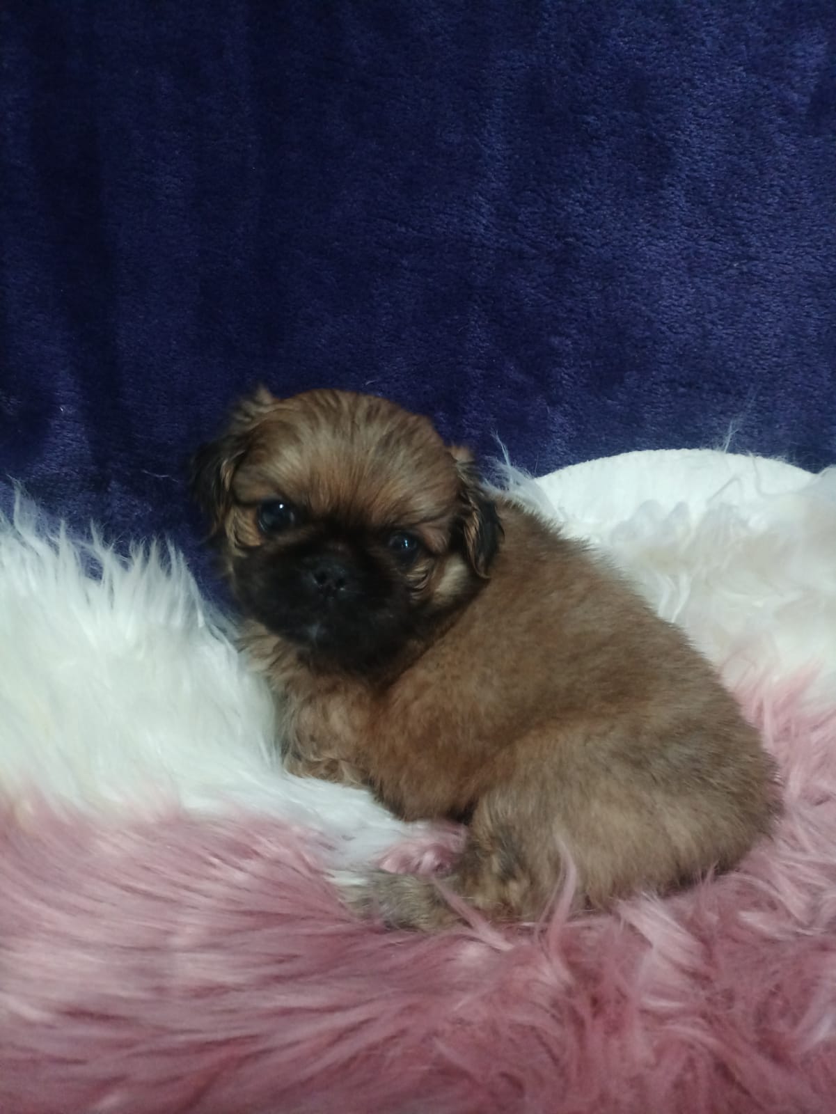 Pikenese puppies