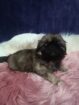 Pikenese puppies