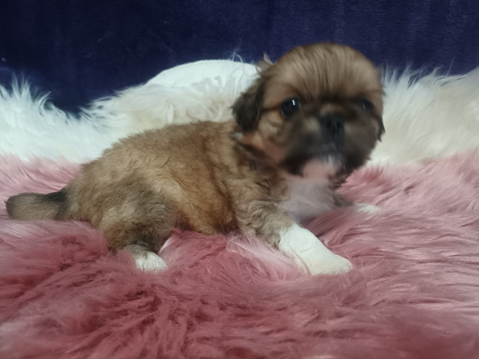 Pikenese puppies