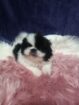 Pikenese puppies