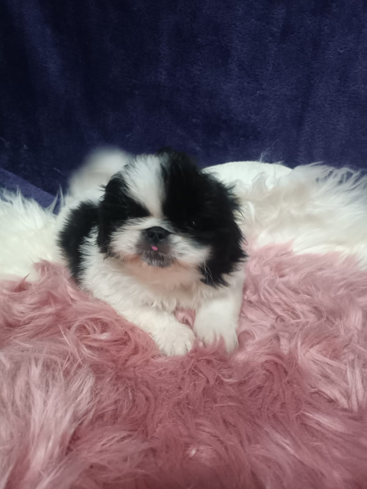Pikenese puppies