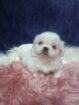 Pikenese puppies