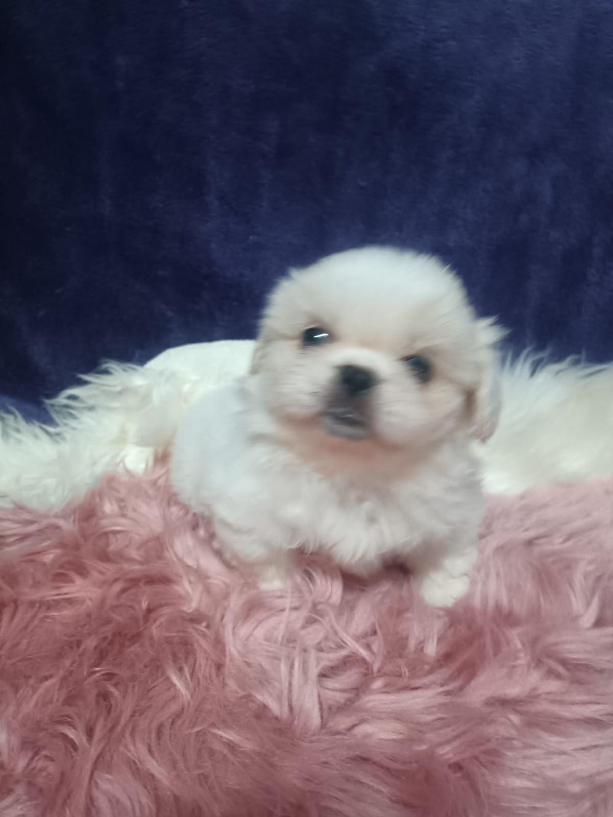 Pikenese puppies