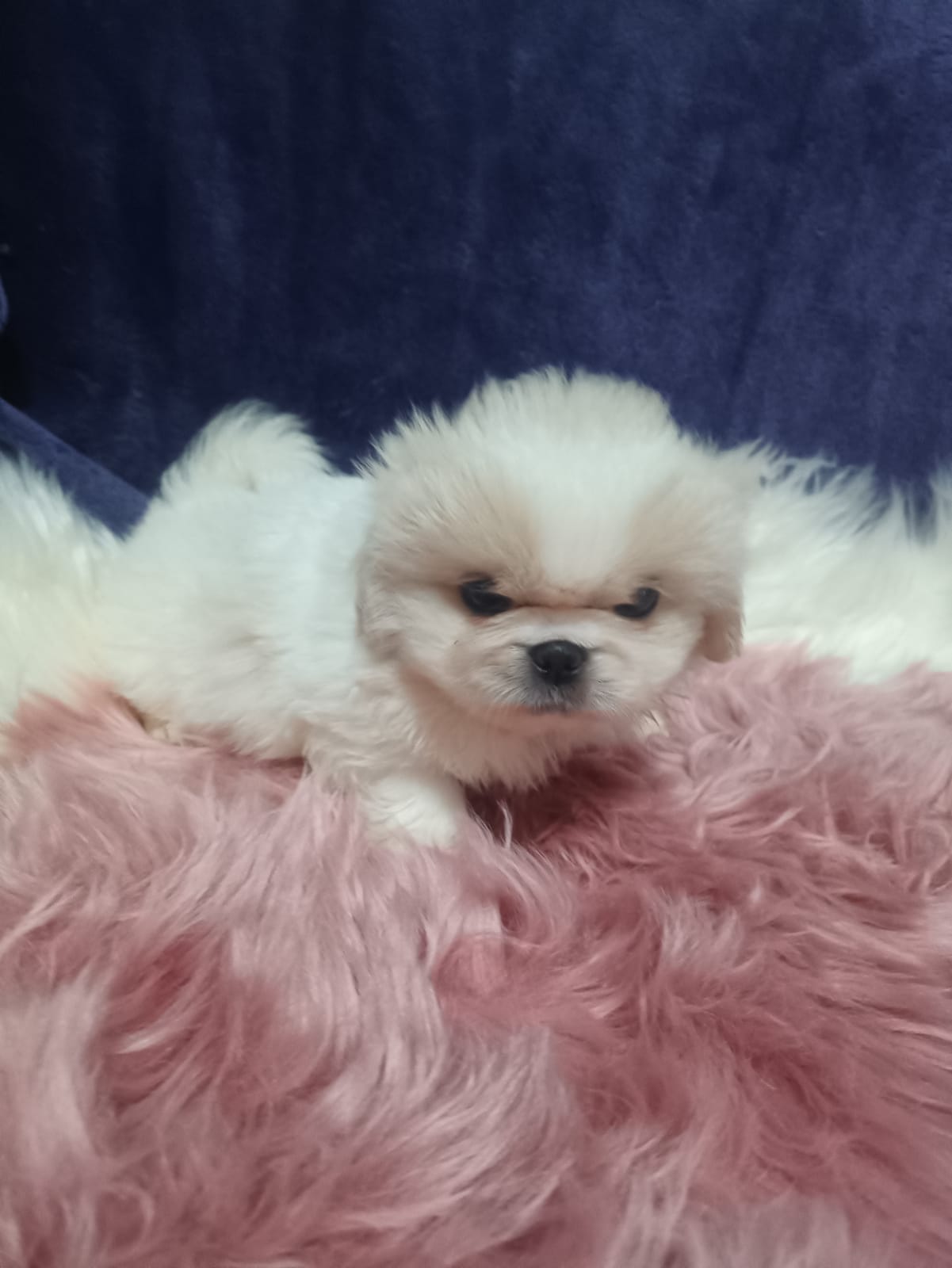 Pikenese puppies
