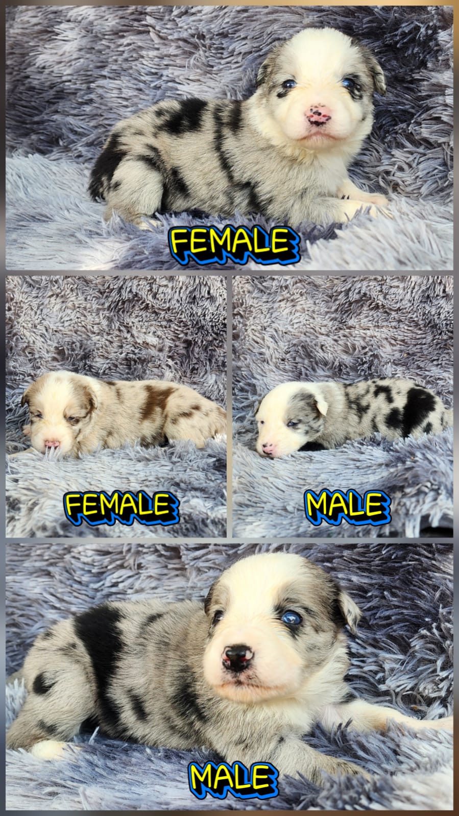 Australian shepherd