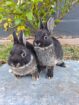 Netherland Dwarfs
