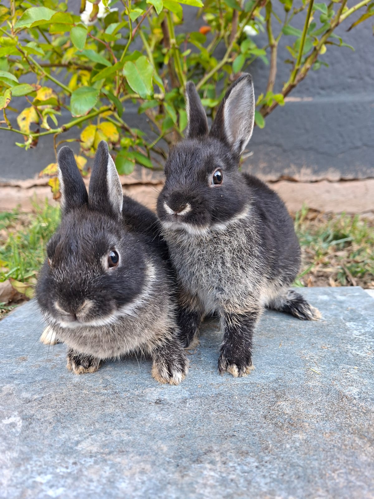 Netherland Dwarfs